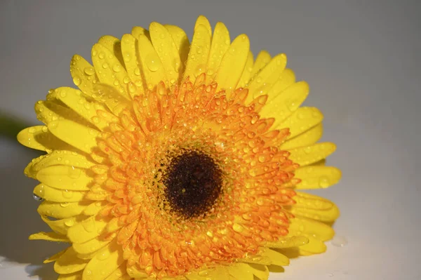 Bela Flor Gerbera Close Conceito Verão — Fotografia de Stock