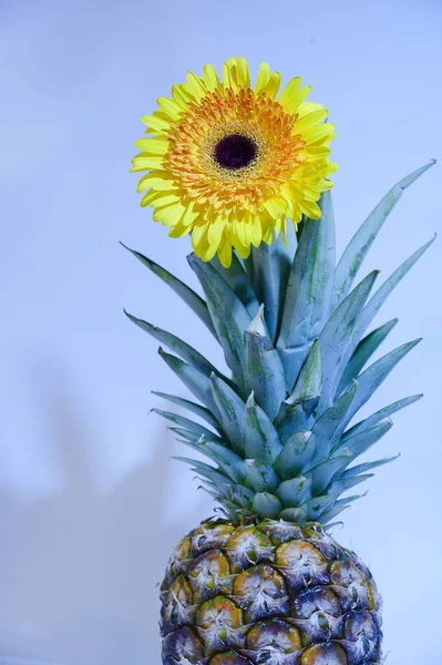 Beautiful Gerbera Flower Pineapple Close Summer Concept — Stock Photo, Image
