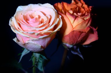 Koyu arkaplanda güzel bir gül, yaz konsepti, yakın görüş  