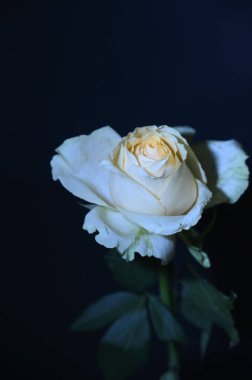 Koyu arkaplanda güzel bir gül, yaz konsepti, yakın görüş  