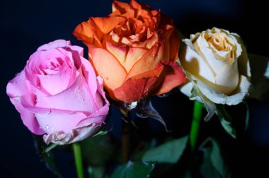 Koyu arkaplanda güzel güller, yaz konsepti, yakın manzara  