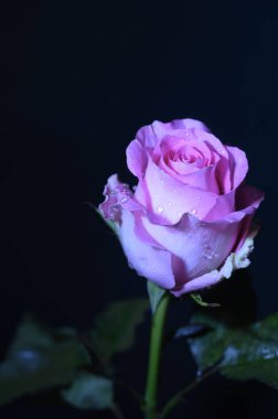 Koyu arkaplanda güzel bir gül, yaz konsepti, yakın görüş  