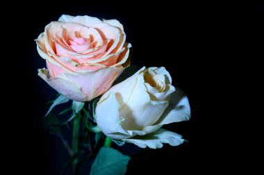 Koyu arkaplanda güzel bir gül, yaz konsepti, yakın görüş  