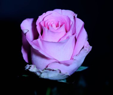 Koyu arkaplanda güzel bir gül, yaz konsepti, yakın görüş  