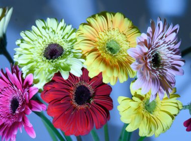 Bir buket güzel Gerbera çiçeği, romantik konsept, yakın manzara   