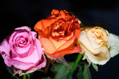 Koyu arkaplanda güzel güller, yaz konsepti, yakın manzara  