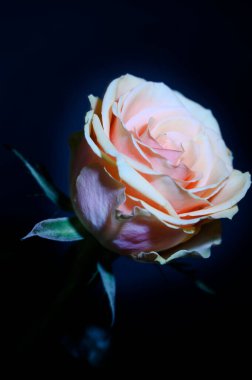 Koyu arkaplanda güzel bir gül, yaz konsepti, yakın görüş  