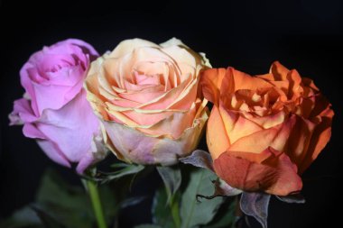 Koyu arkaplanda güzel güller, yaz konsepti, yakın manzara  