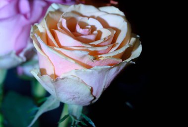 Koyu arkaplanda güzel bir gül, yaz konsepti, yakın görüş  