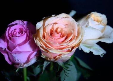 Koyu arkaplanda güzel güller, yaz konsepti, yakın manzara  