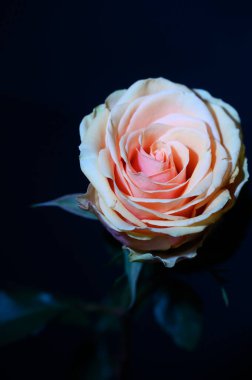 Koyu arkaplanda güzel bir gül, yaz konsepti, yakın görüş  