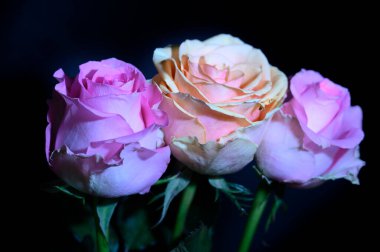 Koyu arkaplanda güzel güller, yaz konsepti, yakın manzara