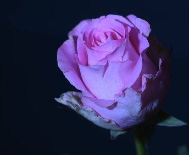 Koyu arkaplanda güzel bir gül, yaz konsepti, yakın görüş  