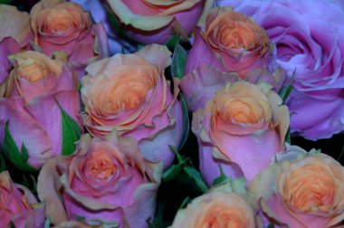 Bir buket güzel gül, romantik konsept, yakın manzara   