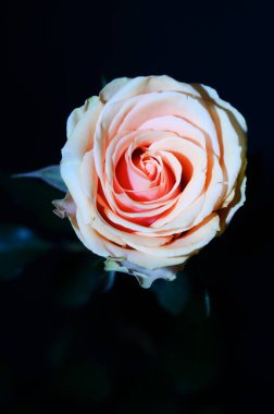 Koyu arkaplanda güzel bir gül, yaz konsepti, yakın görüş  