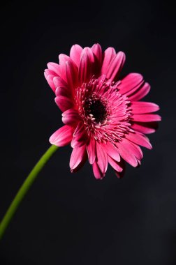 Güzel Gerbera koyu arkaplan, yaz konsepti, yakın görüş  