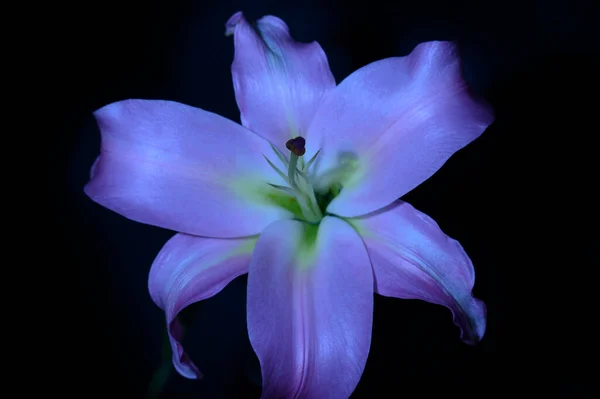 Hermosa Flor Lirio Sobre Fondo Oscuro Concepto Verano Vista Cercana —  Fotos de Stock