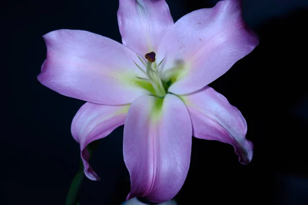 Όμορφο Λουλούδι Κρίνου Σκούρο Φόντο Καλοκαιρινό Concept Κοντινή Θέα — Φωτογραφία Αρχείου