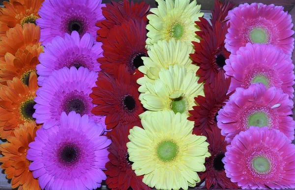 Bouquet Bellissimi Fiori Gerbera Concetto Romantico Vista Vicino — Foto Stock