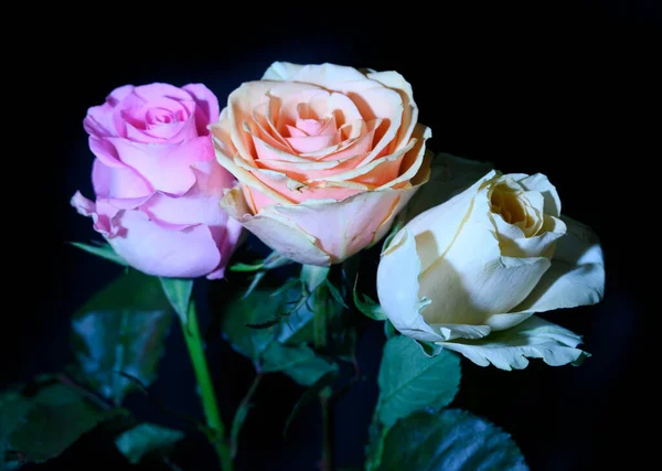 Belle Rose Sur Fond Sombre Concept Été Vue Rapprochée — Photo