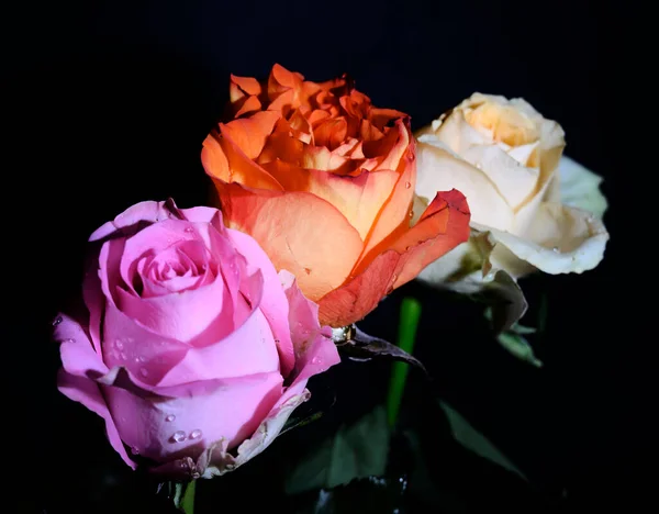 Strauß Schöner Rosen Romantisches Konzept Nahsicht — Stockfoto