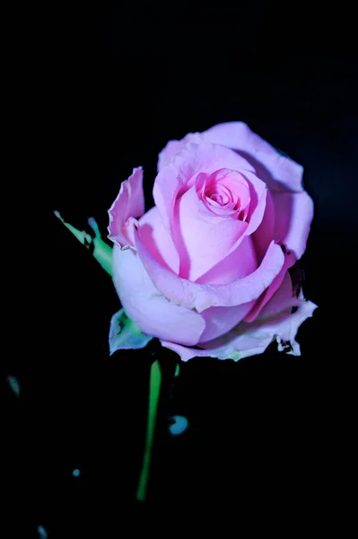 Belle Rose Sur Fond Sombre Concept Été Vue Rapprochée — Photo