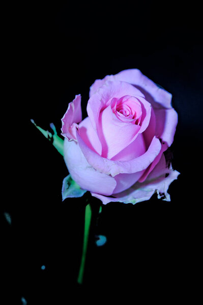 Beautiful rose on dark background, summer concept, close view
