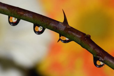 Damlaları olan dalların yakın görüntüsü