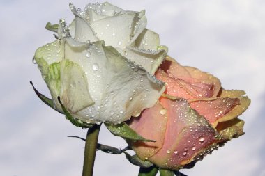 Gökyüzünde güzel güller arka planda, yaz konsepti, yakın manzara  