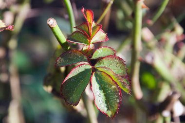 Su damlaları ile yeşil gül yaprakları manzaralı, yakın görüş 