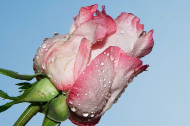 Gökyüzü arka planında güzel bir gül, yaz konsepti, yakın manzara  