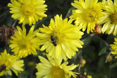Bahçede yetişen güzel çiçekler, yaz konsepti, yakın manzara.  