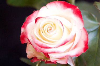 Koyu arkaplanda güzel bir gül, yaz konsepti, yakın görüş  