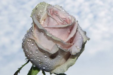 Gökyüzü arka planında güzel bir gül, yaz konsepti, yakın manzara  