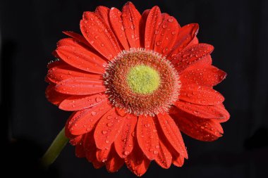 Güzel Gerbera koyu arkaplan, yaz konsepti, yakın görüş  