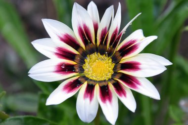 Bahçede yetişen güzel çiçekler, yaz konsepti, yakın manzara.  