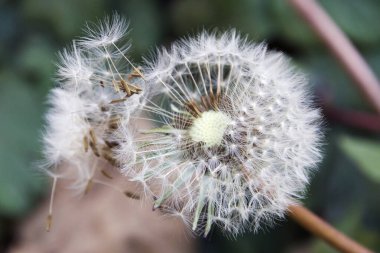 güzel beyaz tüylü karahindiba çiçeği çimenlerde yetişiyor, yaz konsepti, yakın görüş  