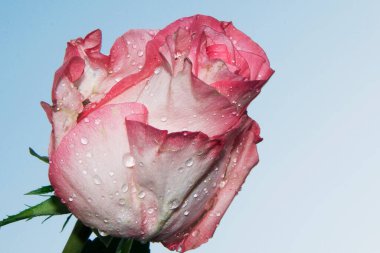 Gökyüzü arka planında güzel bir gül, yaz konsepti, yakın manzara  