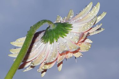 Gökyüzü arka planında güzel Gerbera çiçeği, yaz konsepti, yakın görüş  