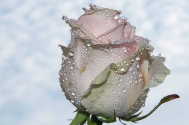 Gökyüzü arka planında güzel bir gül, yaz konsepti, yakın manzara  