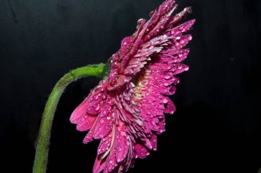 Güzel Gerbera koyu arkaplan, yaz konsepti, yakın görüş  