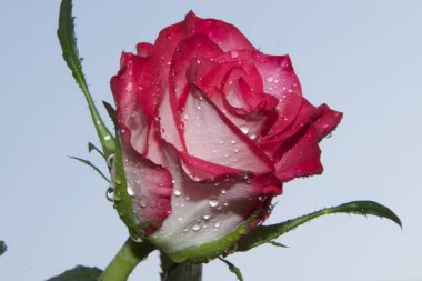 Gökyüzü arka planında güzel bir gül, yaz konsepti, yakın manzara  