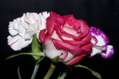 Bulanık arkaplanda güzel çiçekler, yakın görüş. 