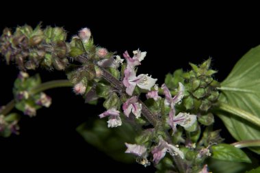 Bahçede yetişen güzel çiçekler, yaz konsepti, yakın manzara.  