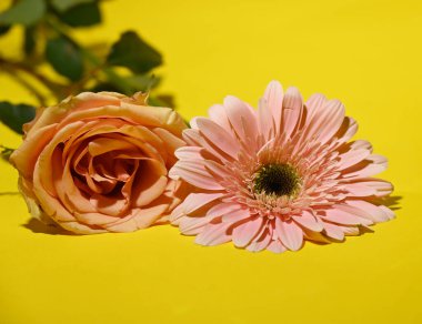 Renkli arka planda taze güzel çiçekler, romantik konsept, yakın görüş  