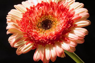 İnanılmaz çiçeklerin açtığı yere yakın.