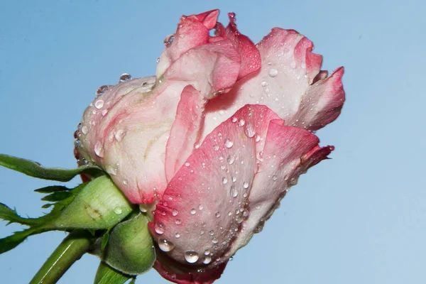 Gökyüzü arka planında güzel bir gül, yaz konsepti, yakın manzara  
