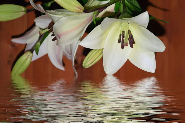 Krásné Květiny Blízkosti Vody Světlém Pozadí Zblízka — Stock fotografie