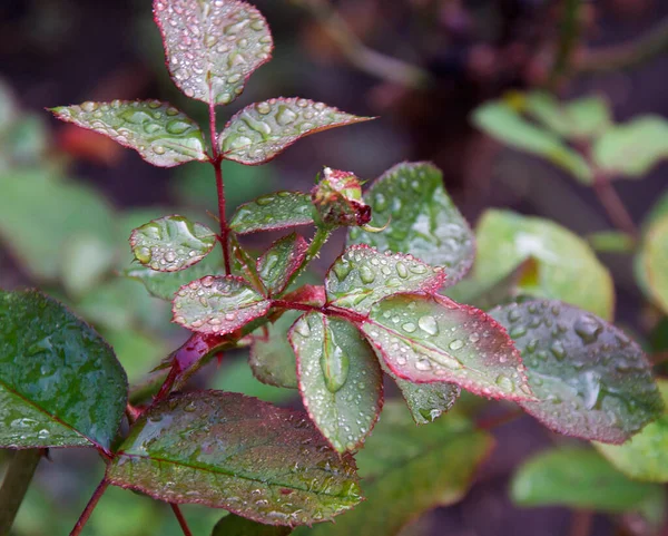 Schilderachtig Uitzicht Groene Rozenblaadjes Met Waterdruppels Dichtbij Uitzicht — Stockfoto