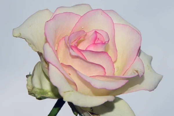 Hermosa Flor Rosa Fondo Del Cielo Concepto Verano Vista Cercana — Foto de Stock